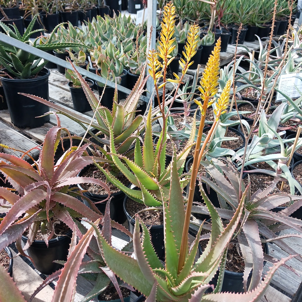 yellow flower of aloe dawei