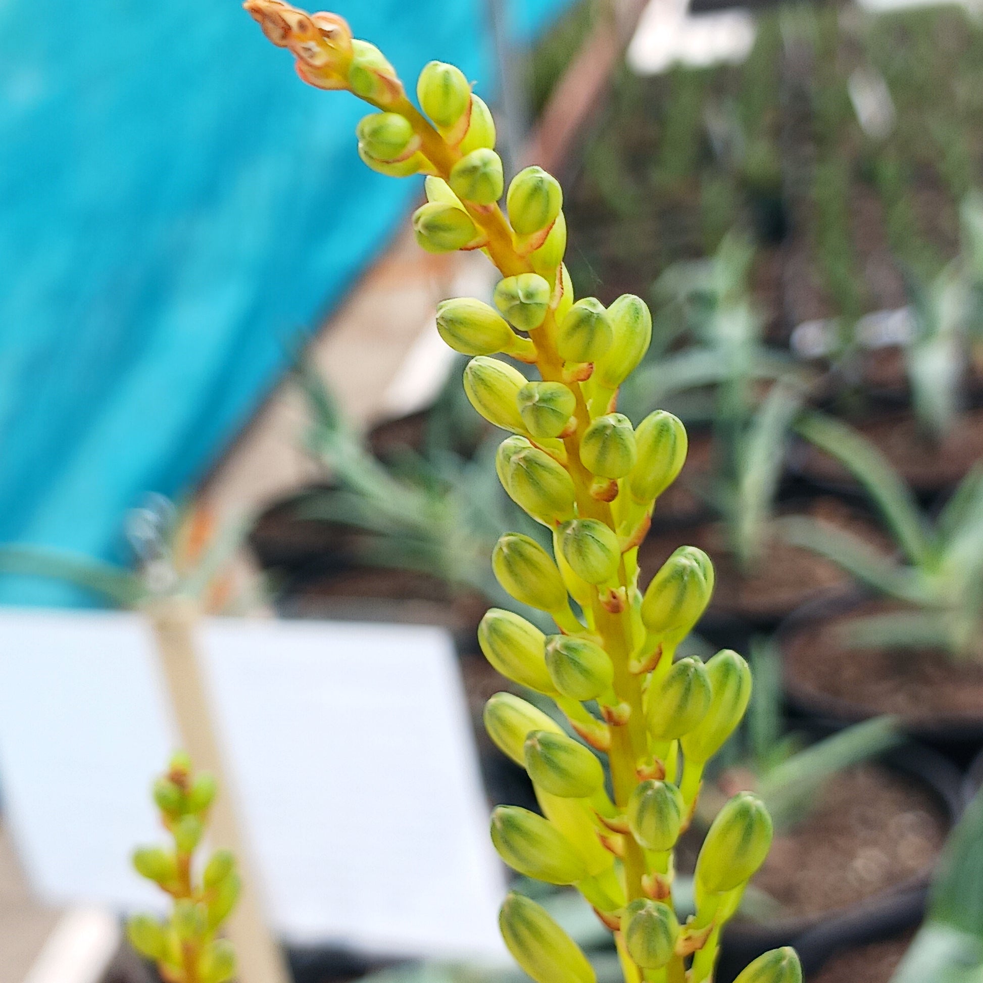 unopened yellow flower of aloe dawei
