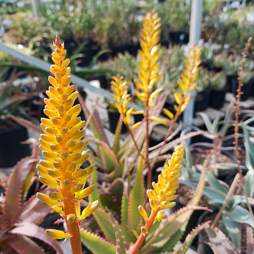 yellow flower of aloe dawei