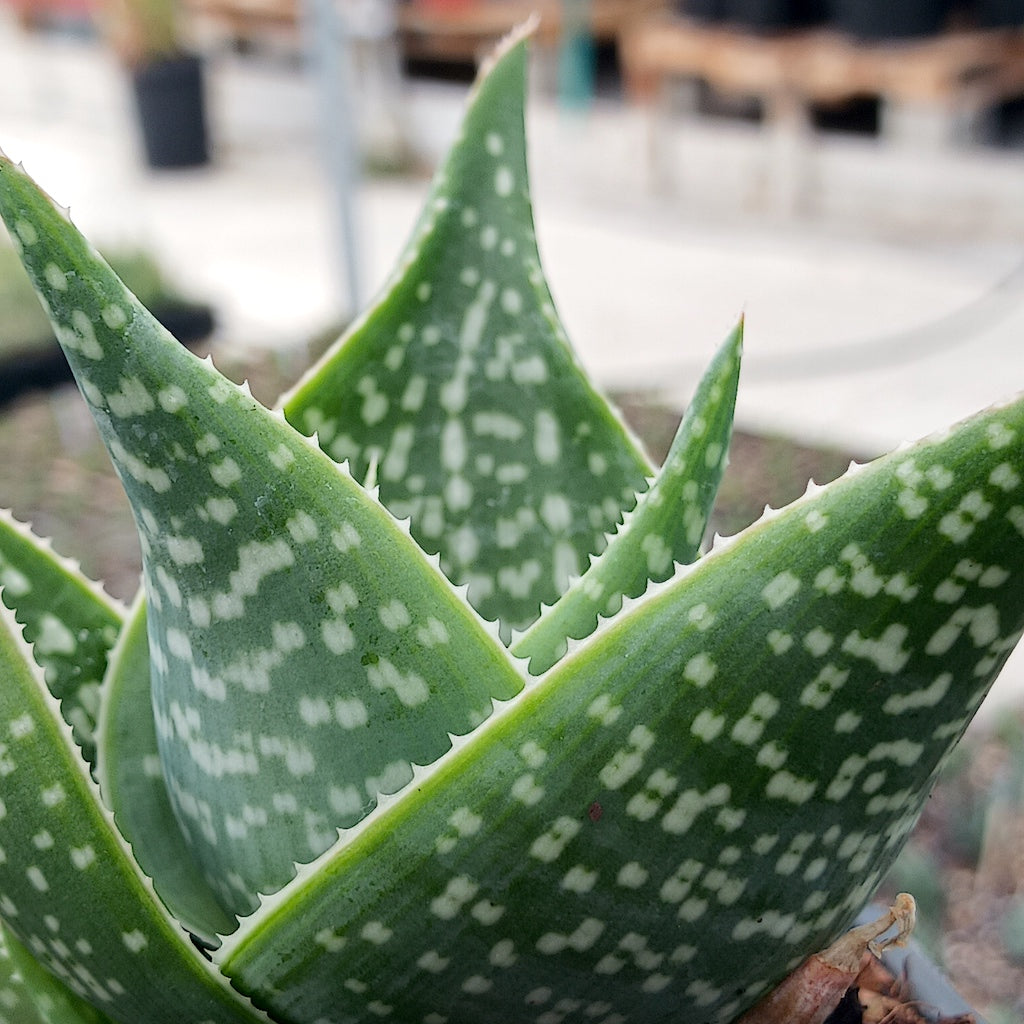 Aloe deltoideodonta "Sparkler"
