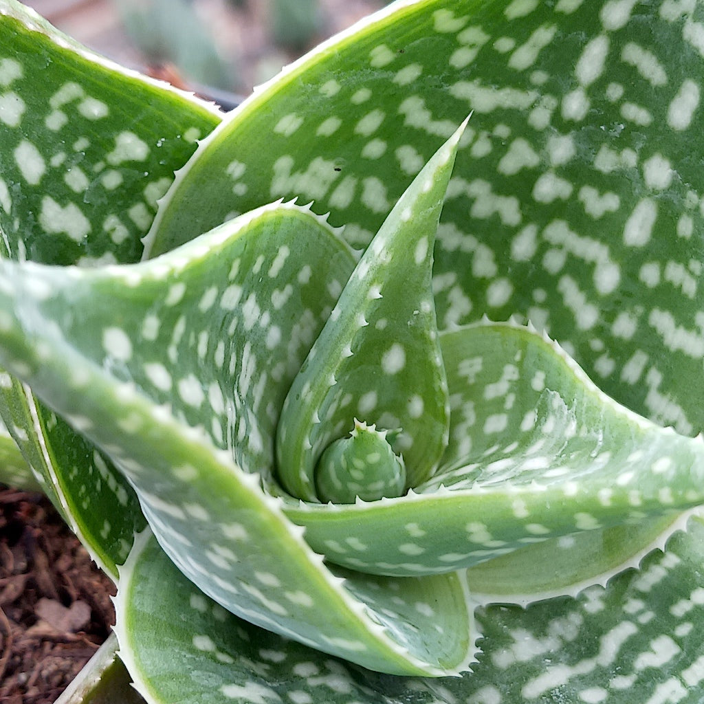 close view of Aloe deltoideodonta "Sparkler"