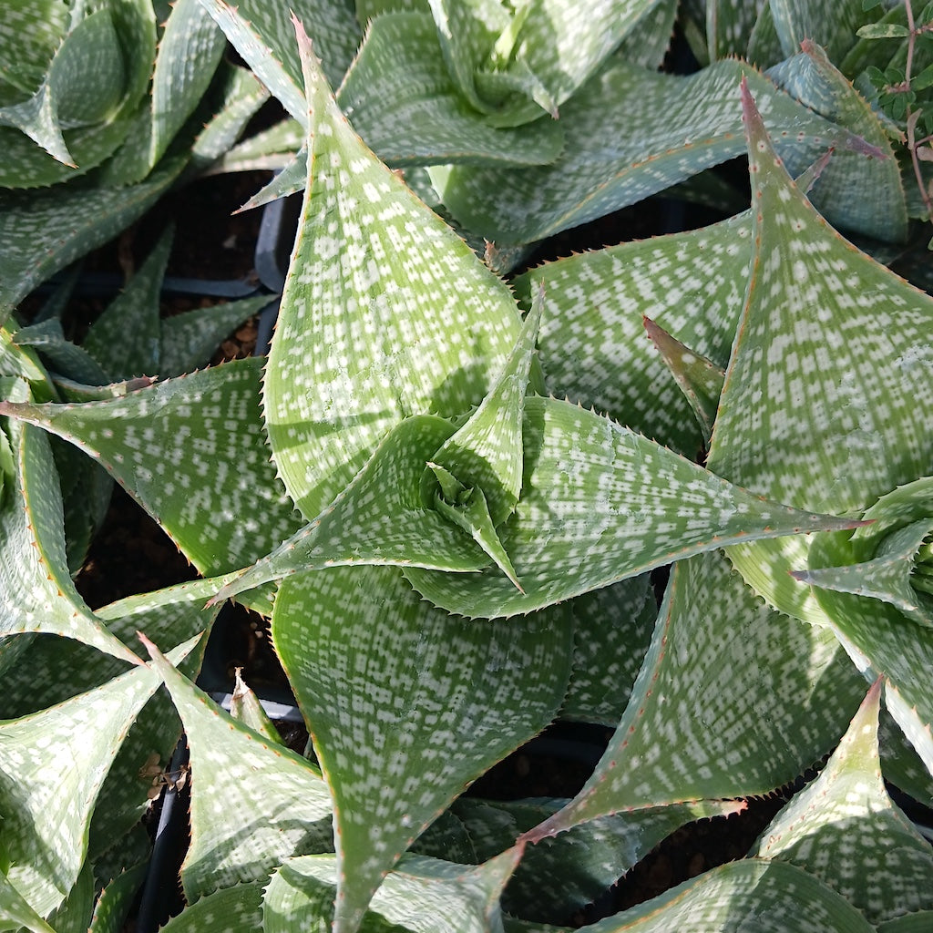 Aloe deltoideodonta "Sparkler"