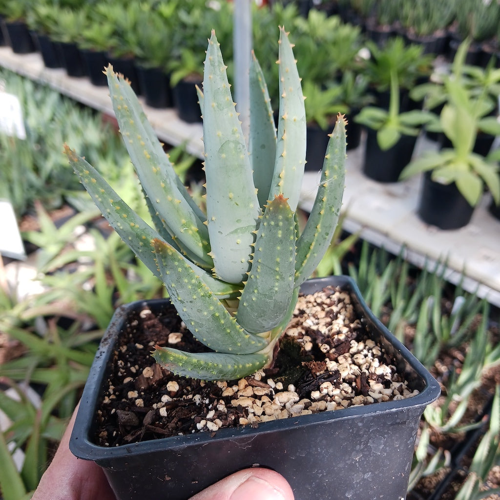 young Aloe dichotoma