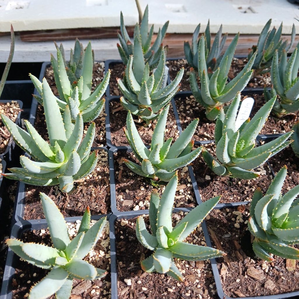 young Aloe dichotoma