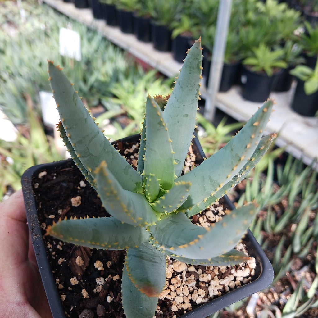 young Aloe dichotoma