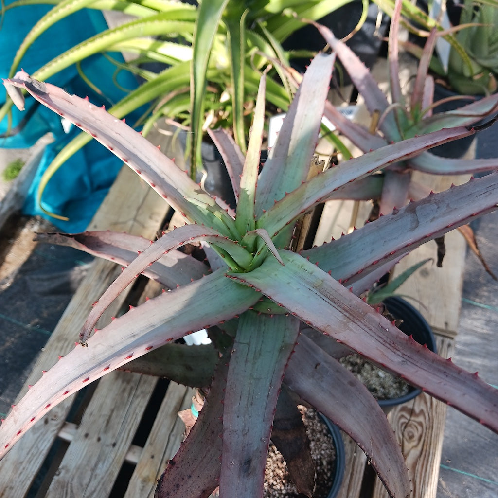 Aloe divaricata