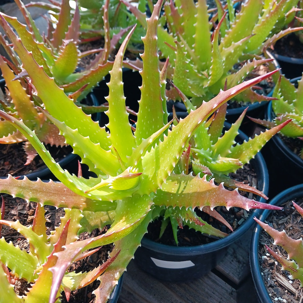 Aloe dorothea "Crimson"