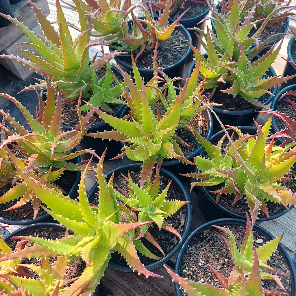 Aloe dorothea "Crimson"
