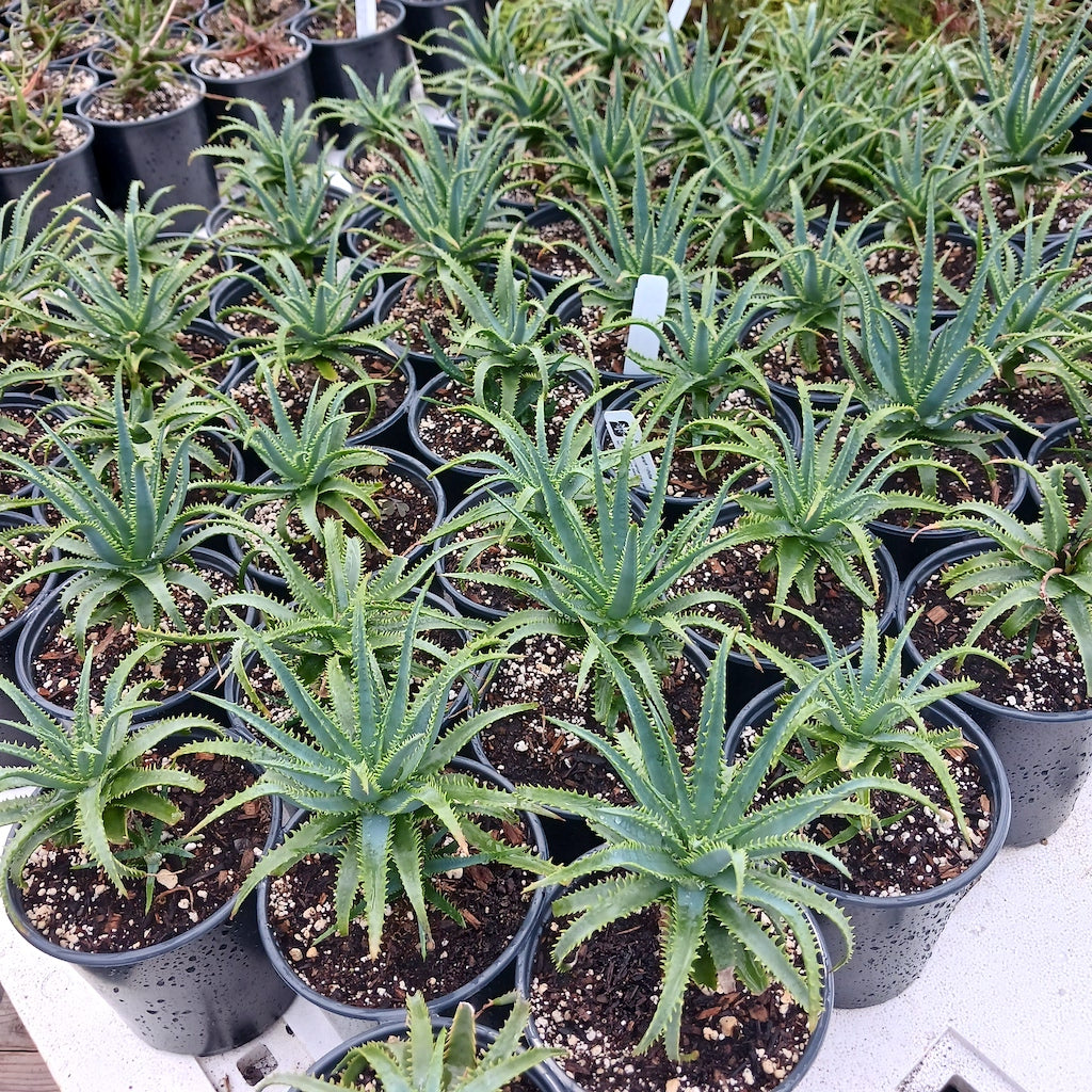 Several Aloe Dwarf White in 1ga nursery containers