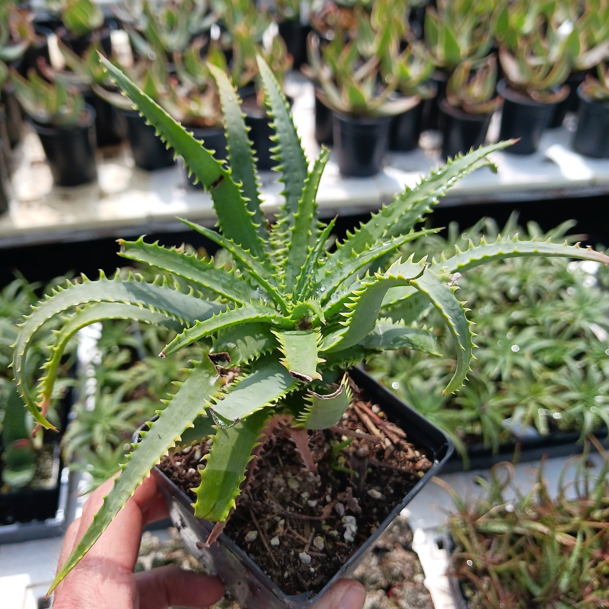aloe vera plant white pot Aloe "Dwarf White"
