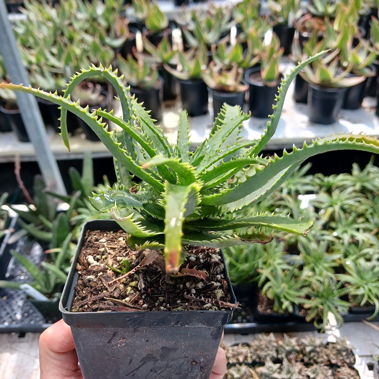 Aloe "Dwarf White" - 4in