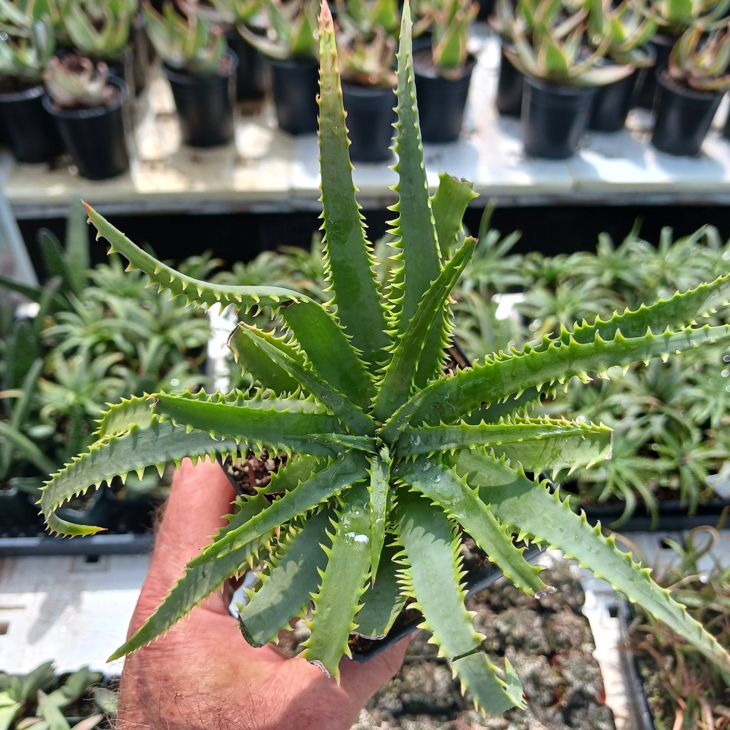 Aloe "Dwarf White" - 4in