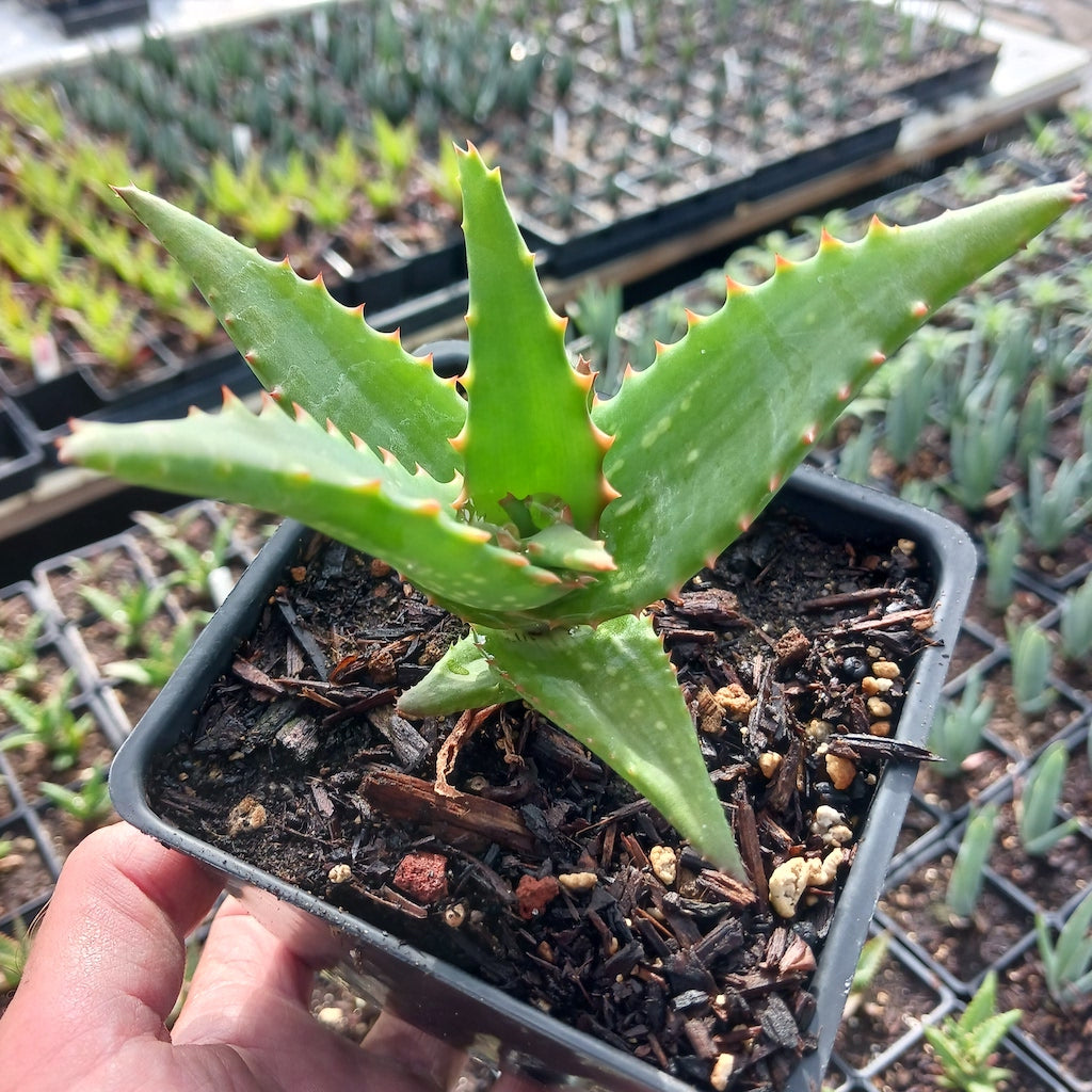 Aloe elgonica