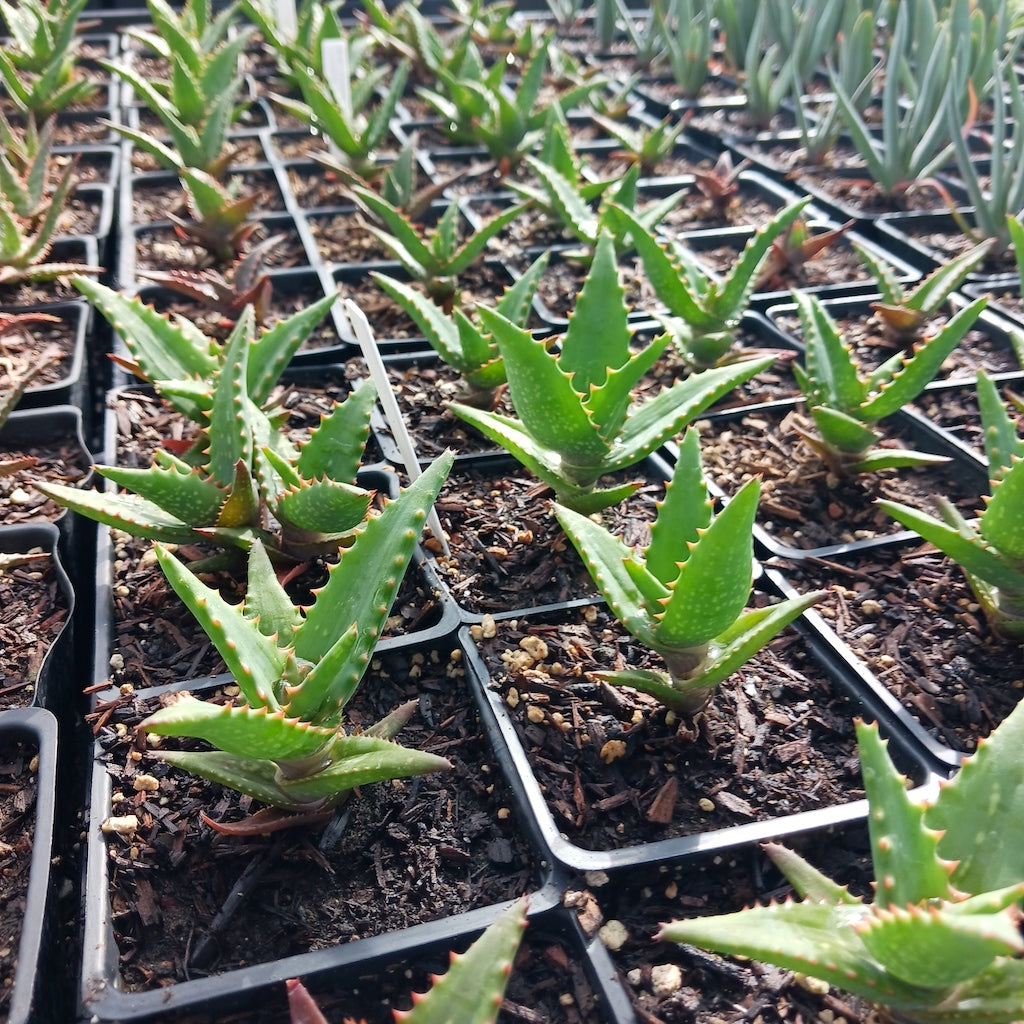 Aloe elgonica