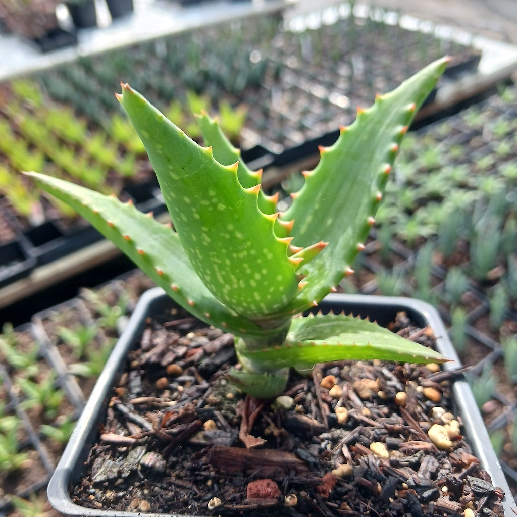 Aloe elgonica