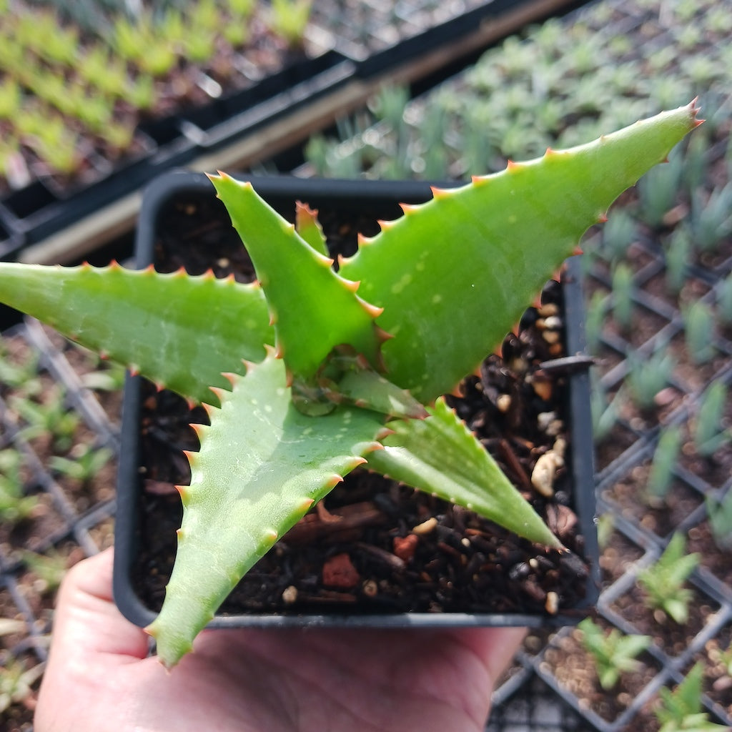 Aloe elgonica