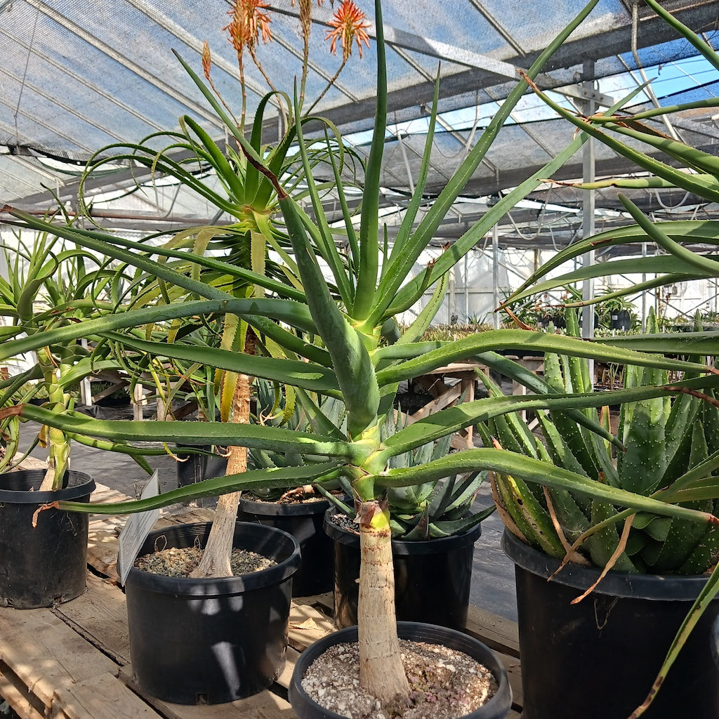 Aloe eminens "Koko Crater"