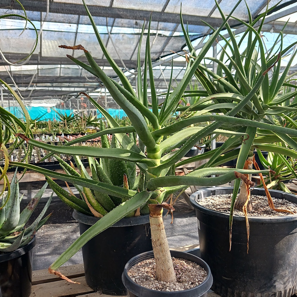 Aloe eminens 