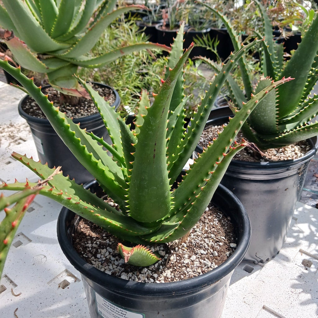 Aloe "Erik the Red" - 5ga