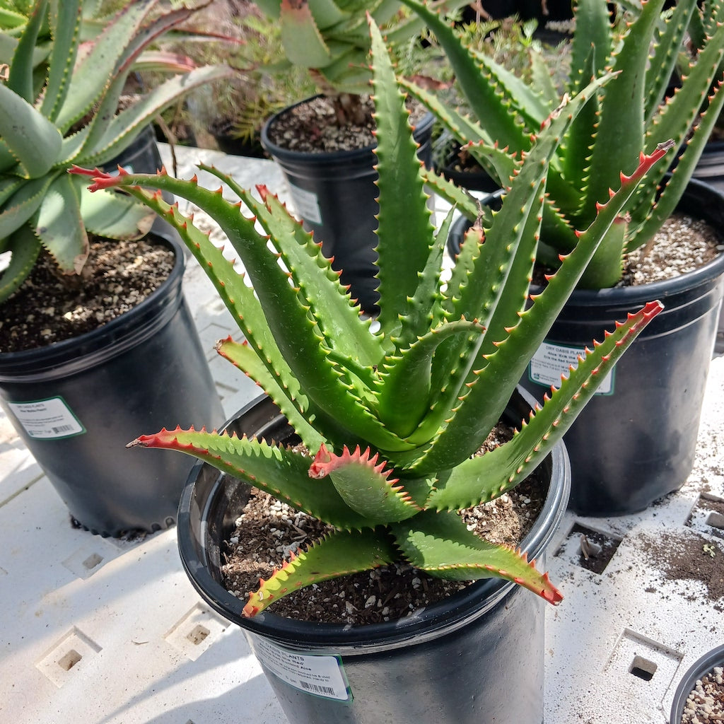 Aloe "Erik the Red" - 5ga