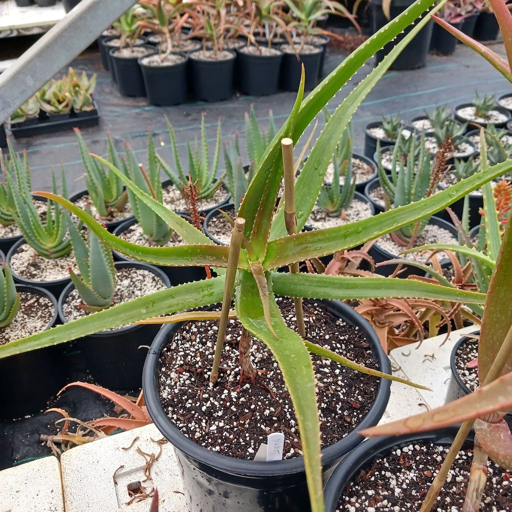 Aloe eximia