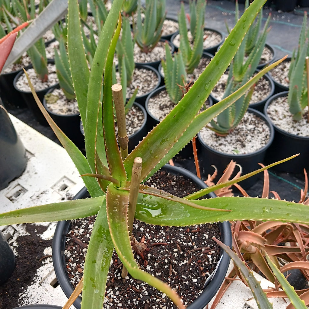 Aloe eximia