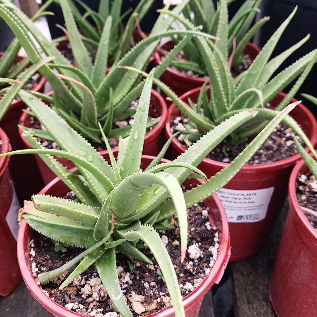 aloe vera plant pink Aloe Fairy Pink