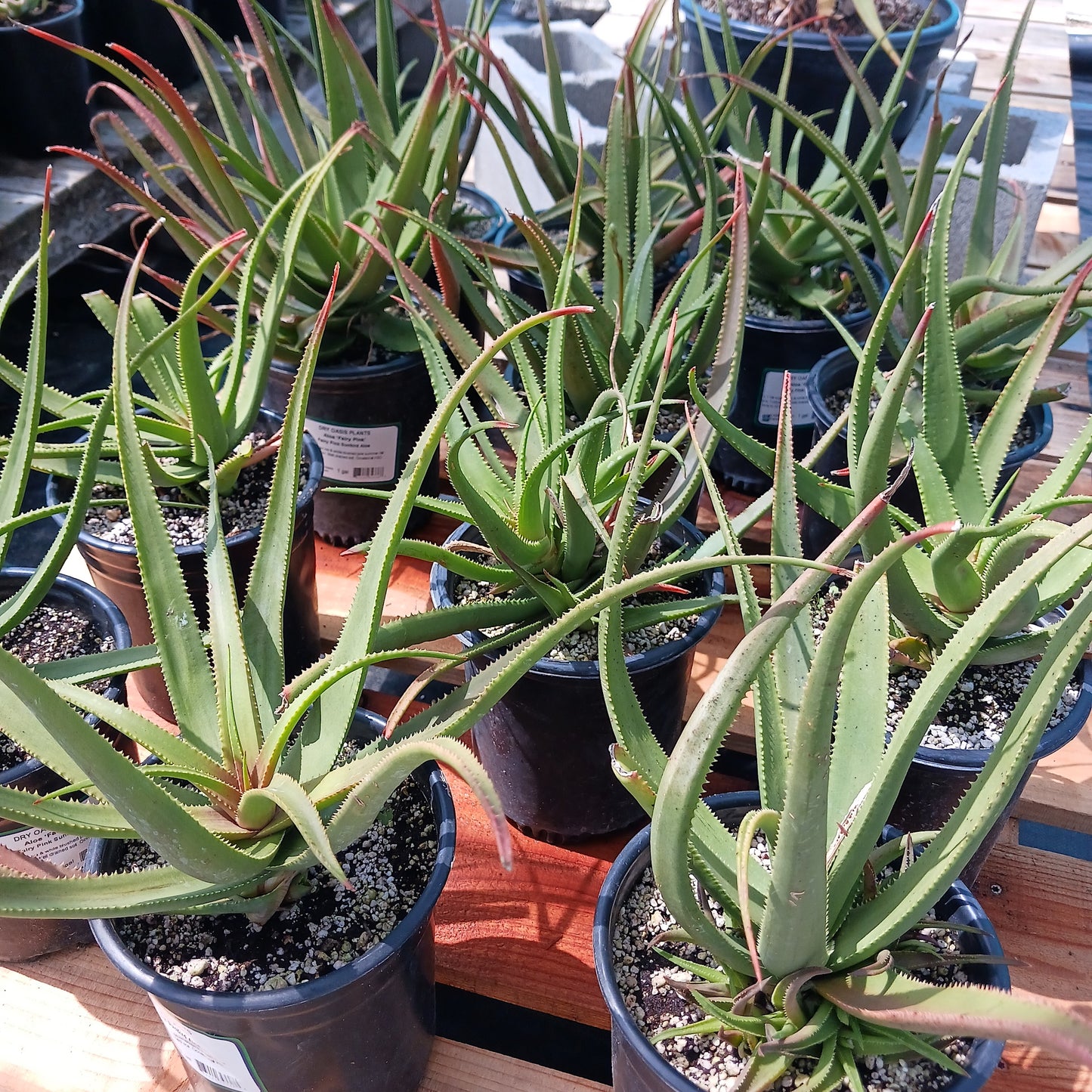 Several Aloe Fairy Pink in 1 ga container