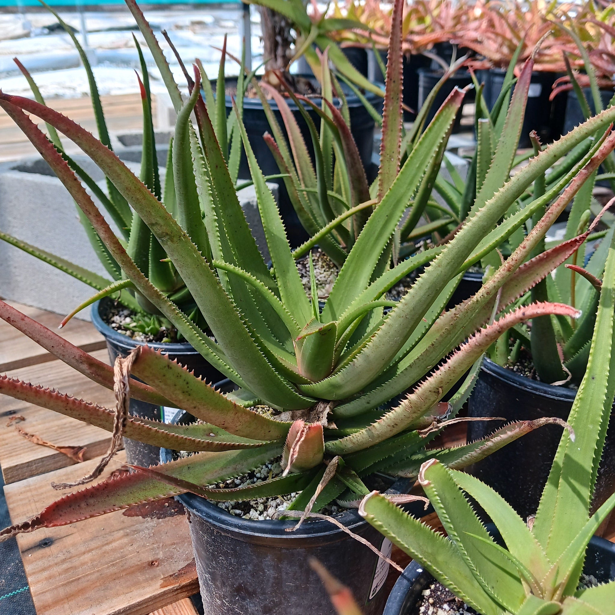 pink aloe vera plant Aloe Fairy Pink