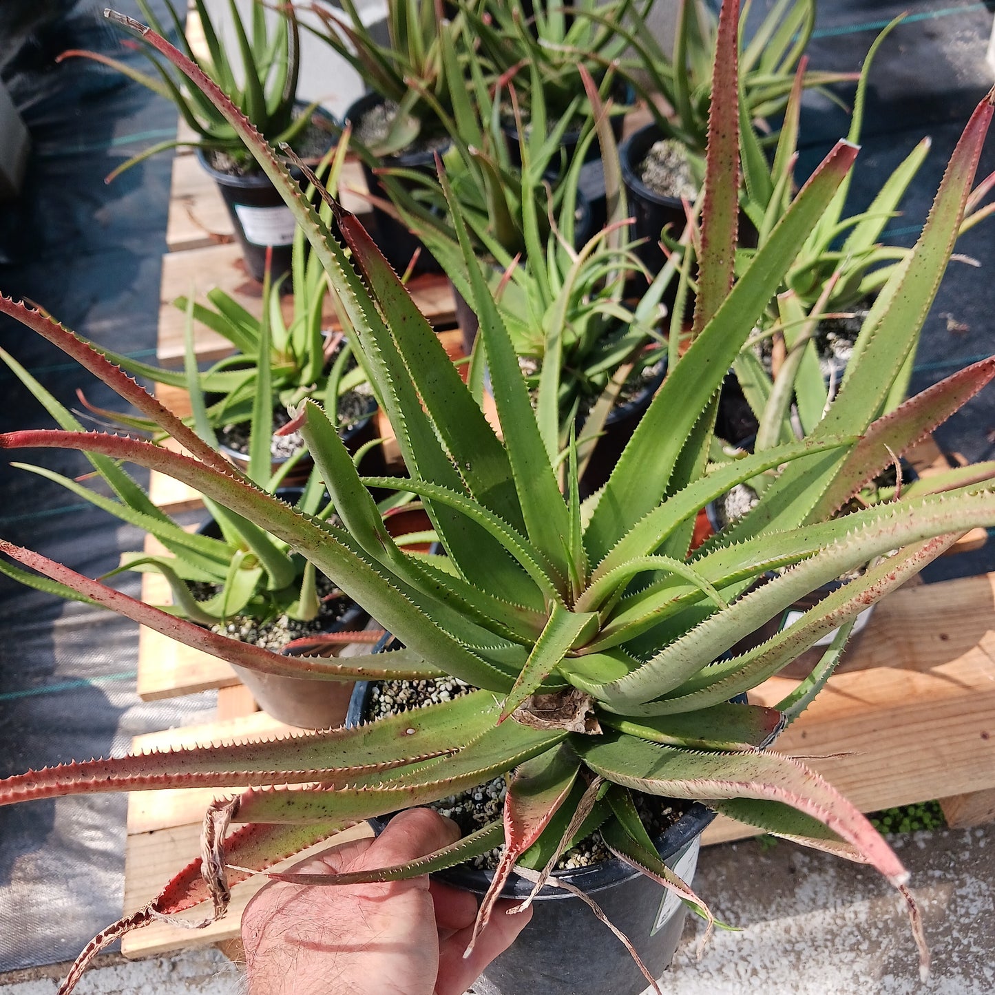 Aloe Fairy Pink in 1 ga container