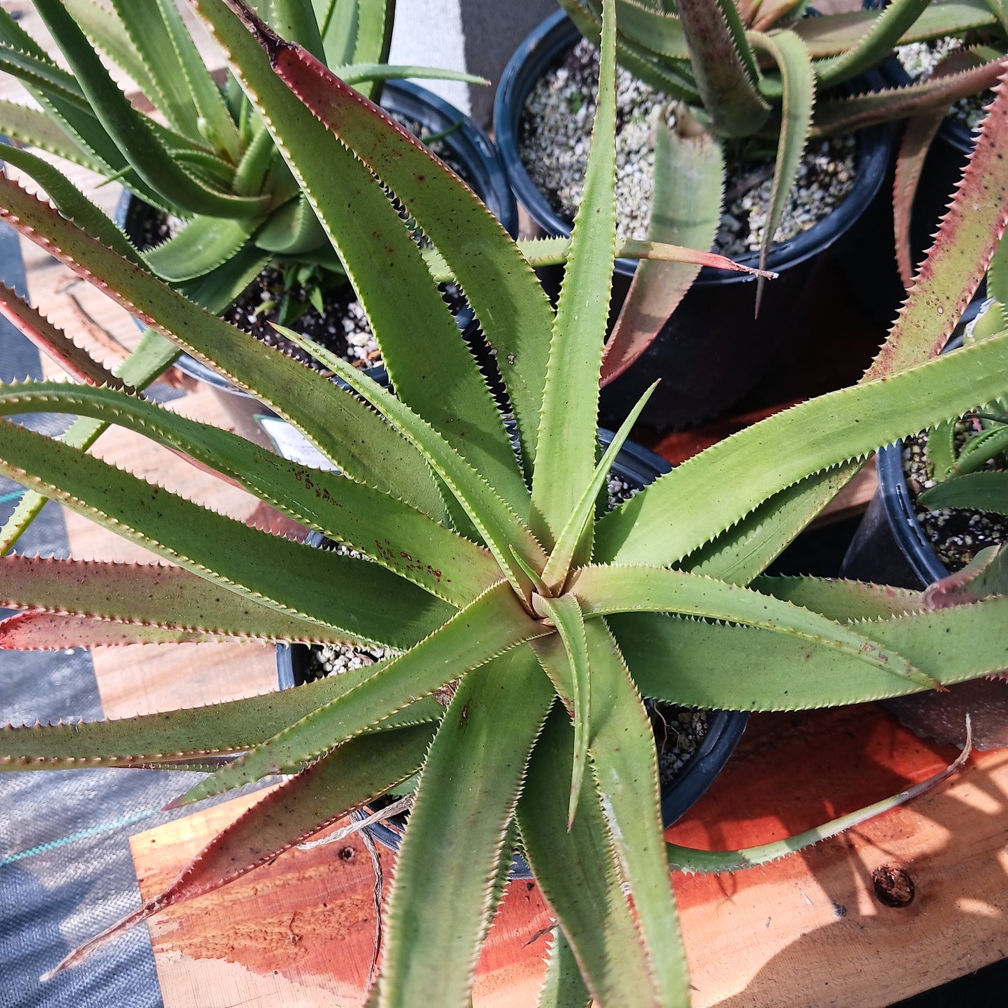 Aloe Fairy Pink viewed from top in 1 ga container