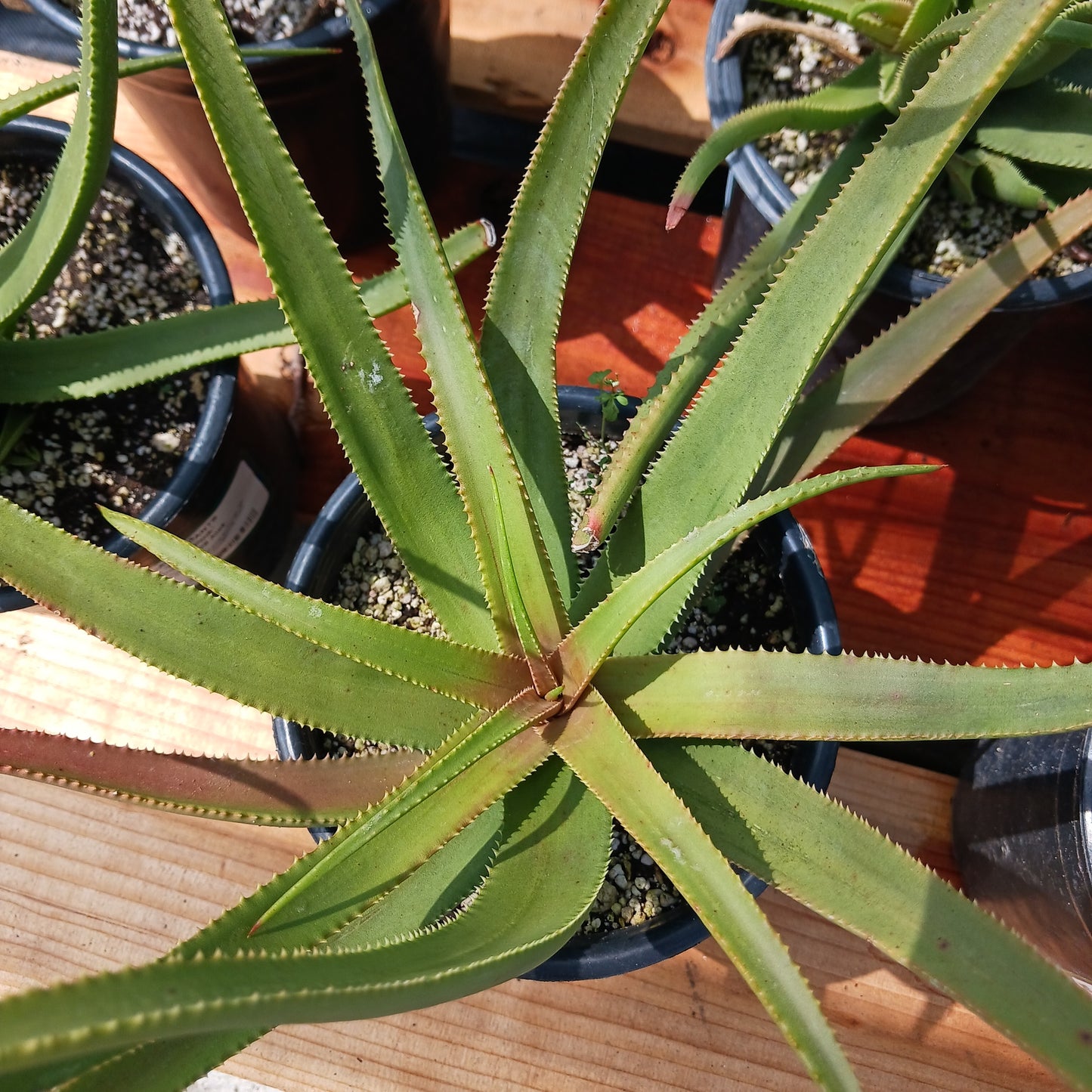 Aloe Fairy Pink viewed from top in 1 ga container