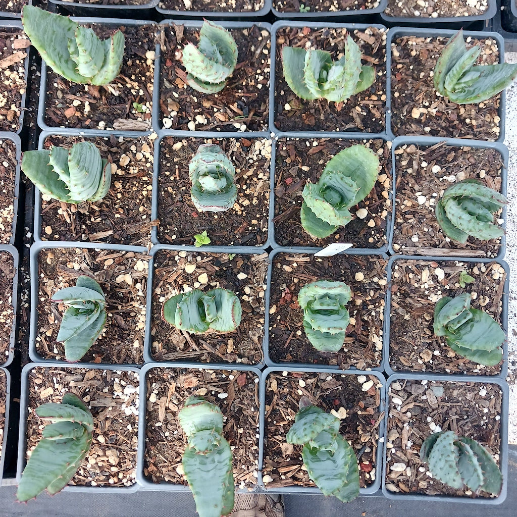 Aloe ferox