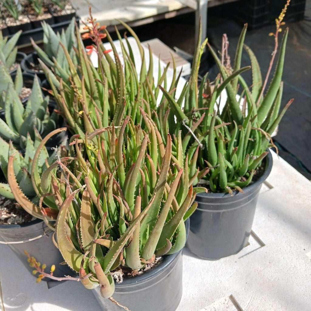Aloe forbesii