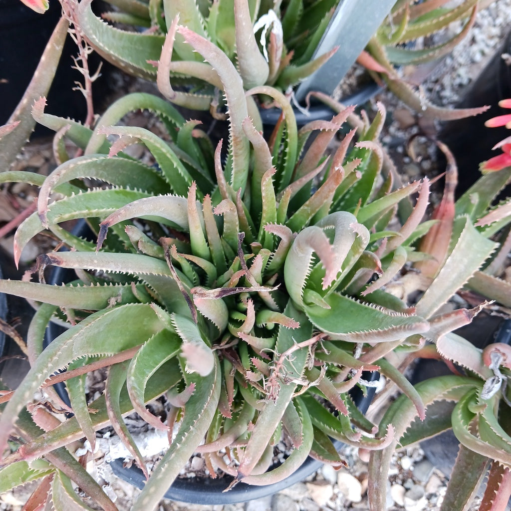 Aloe forbesii