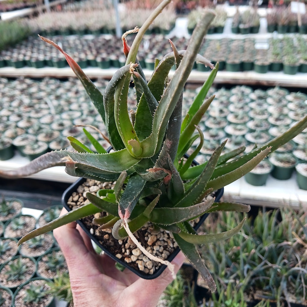 Aloe forbesii