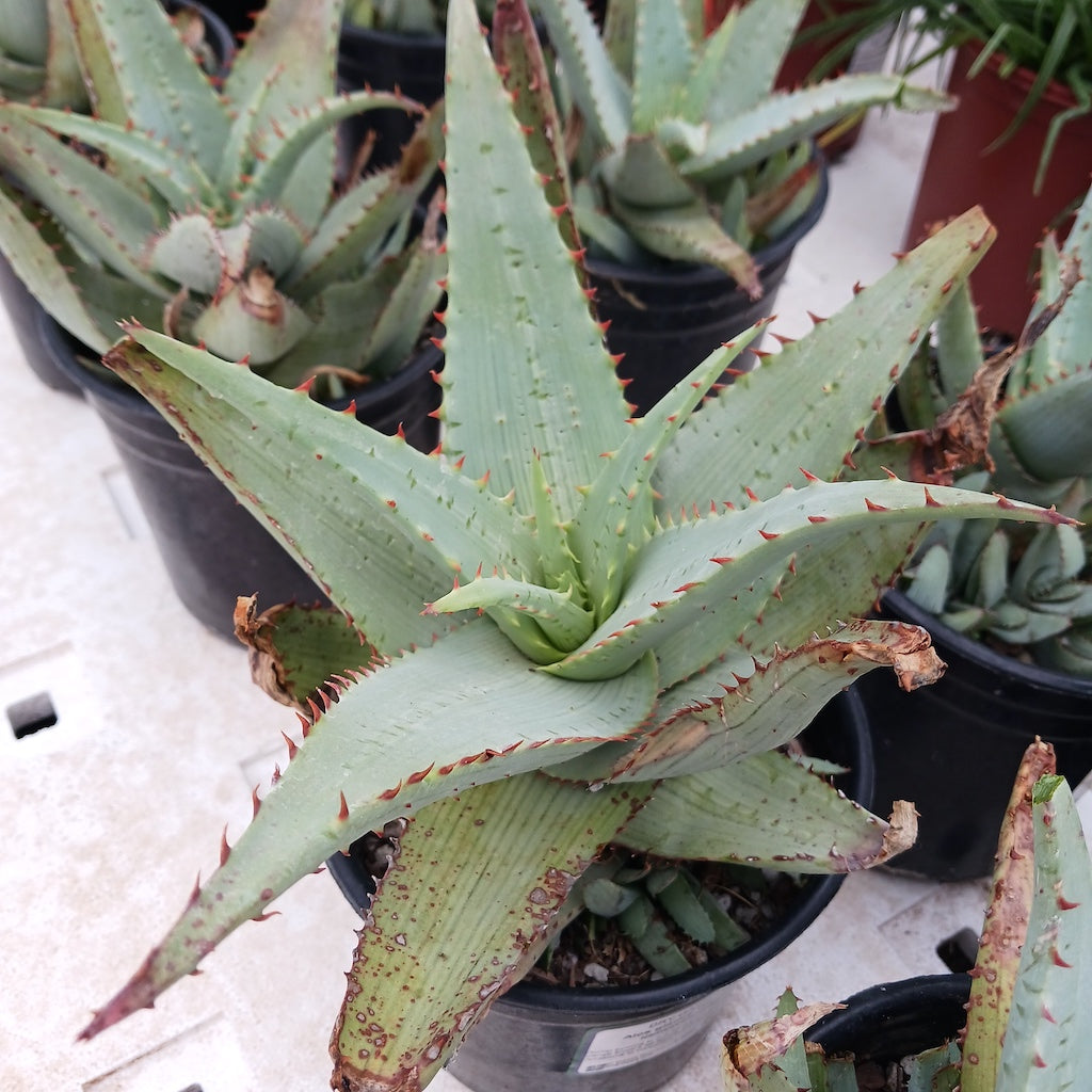 Aloe glauca "Namaqualand"
