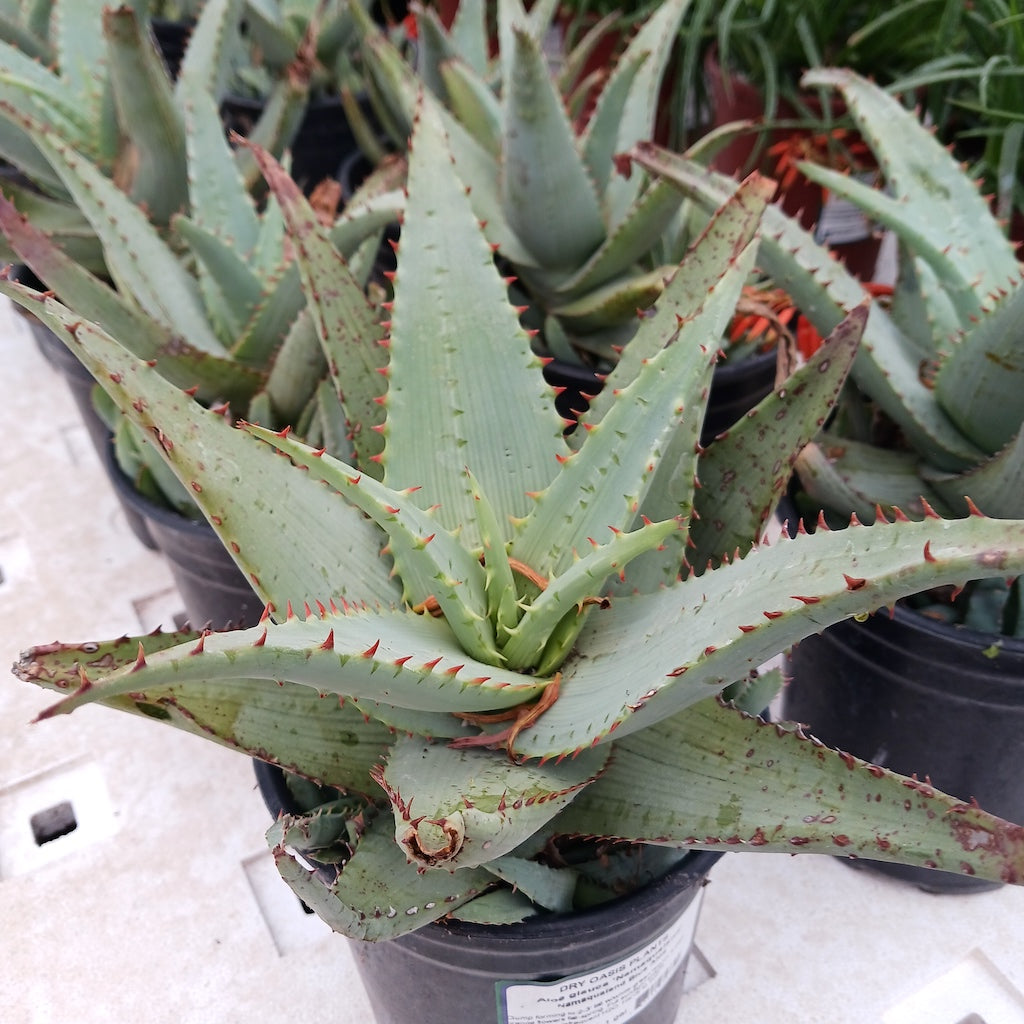 Aloe glauca "Namaqualand"