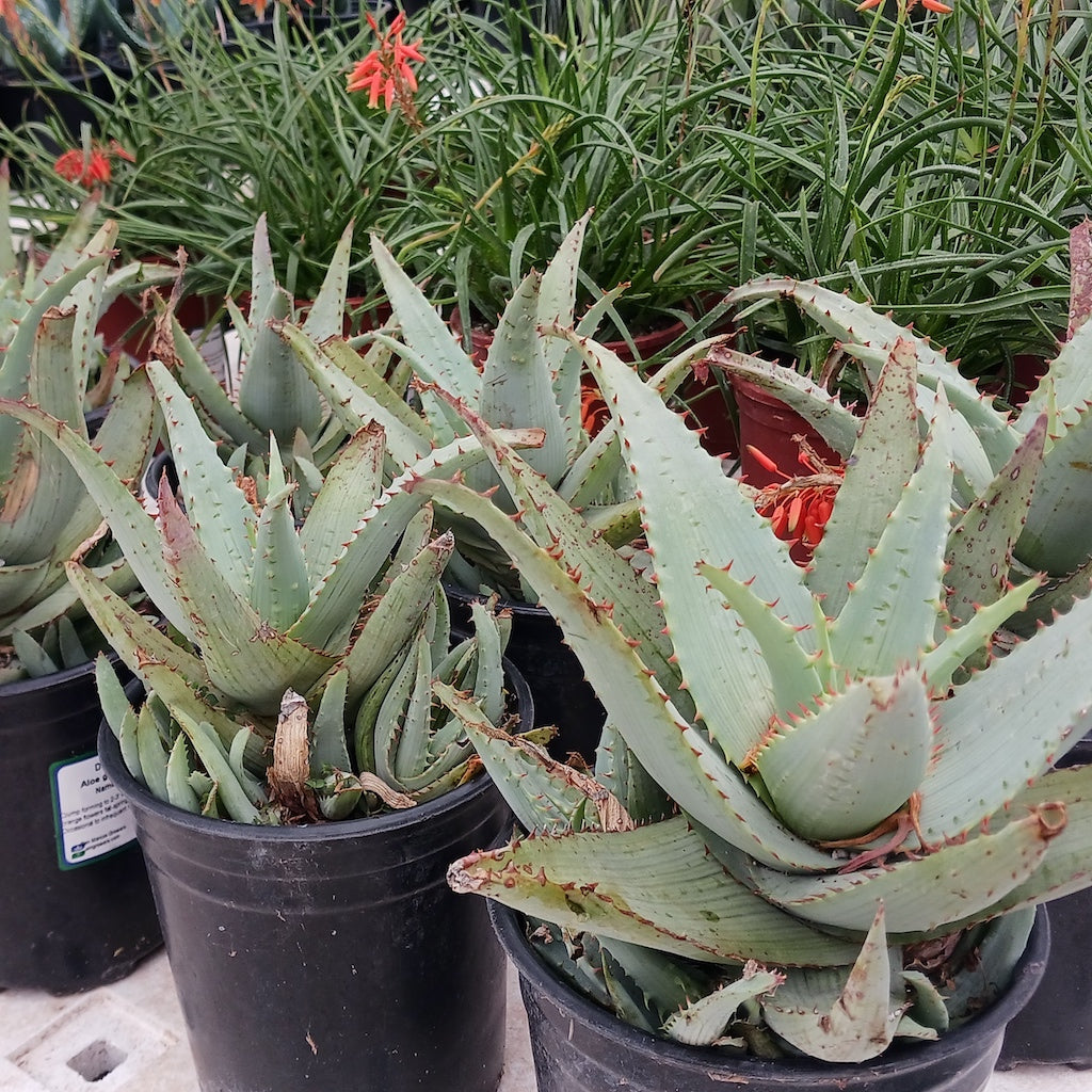 Aloe glauca "Namaqualand"