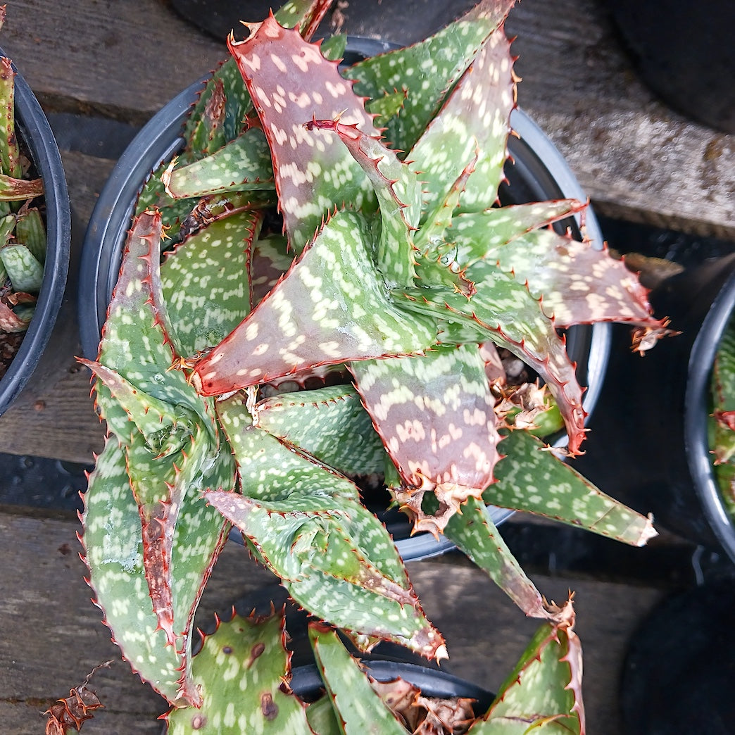 Aloe grandidentata