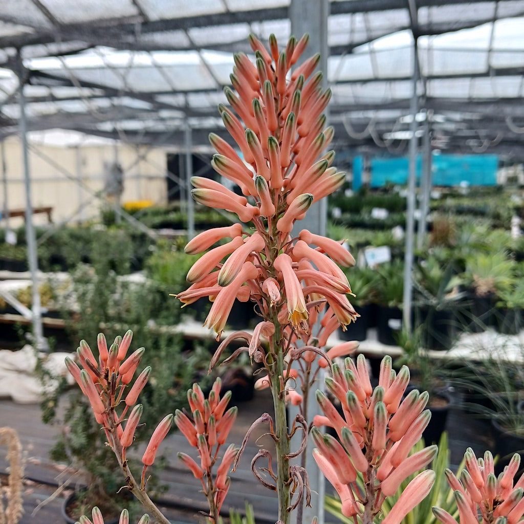 Aloe greenii flower