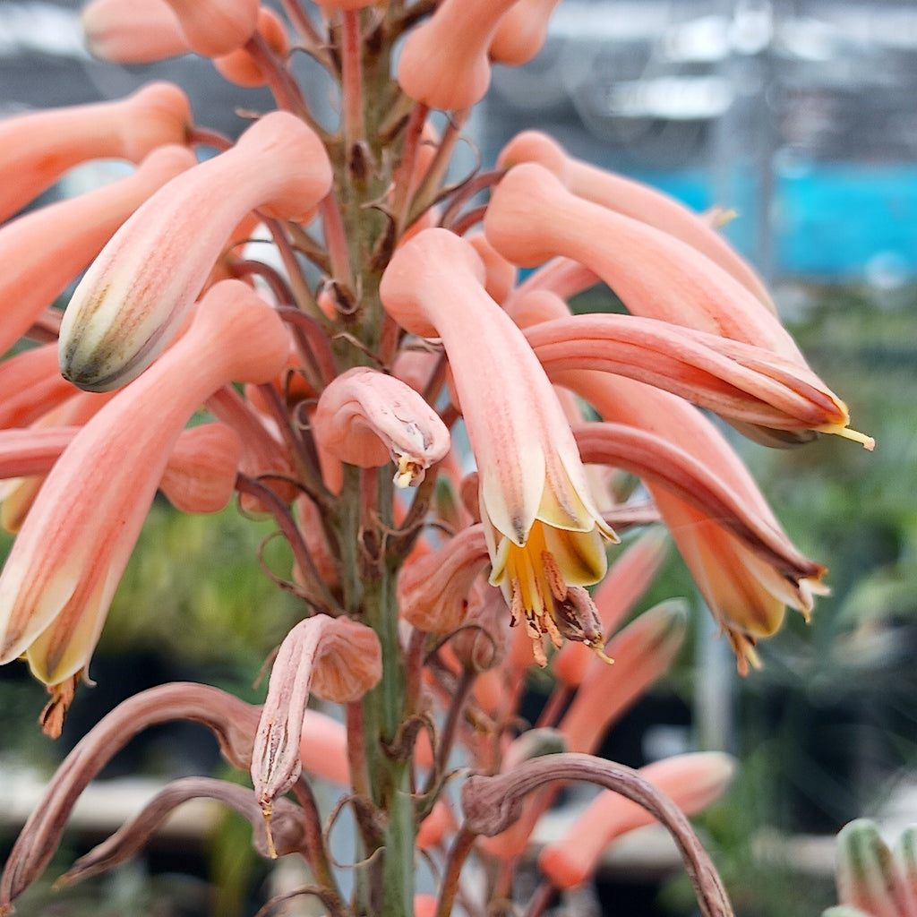 Aloe greenii flower close