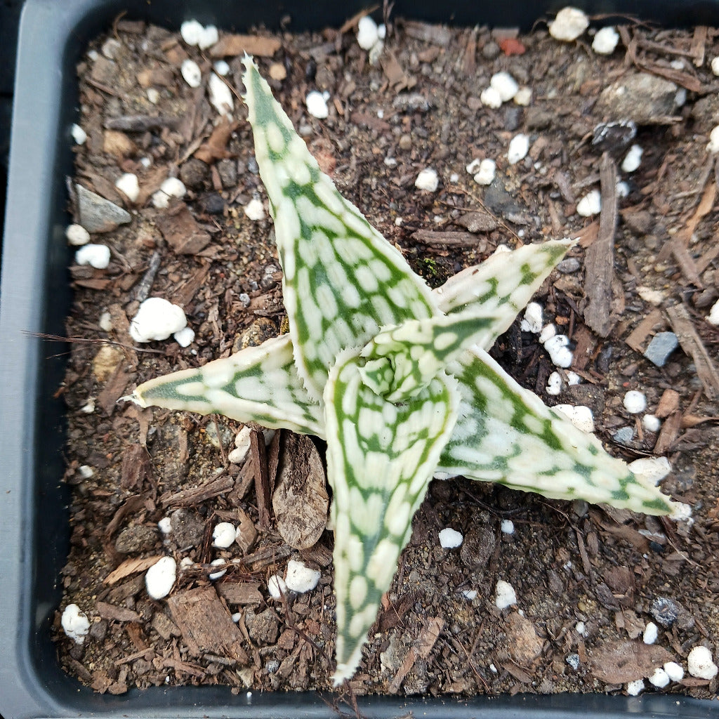 Aloe Guido