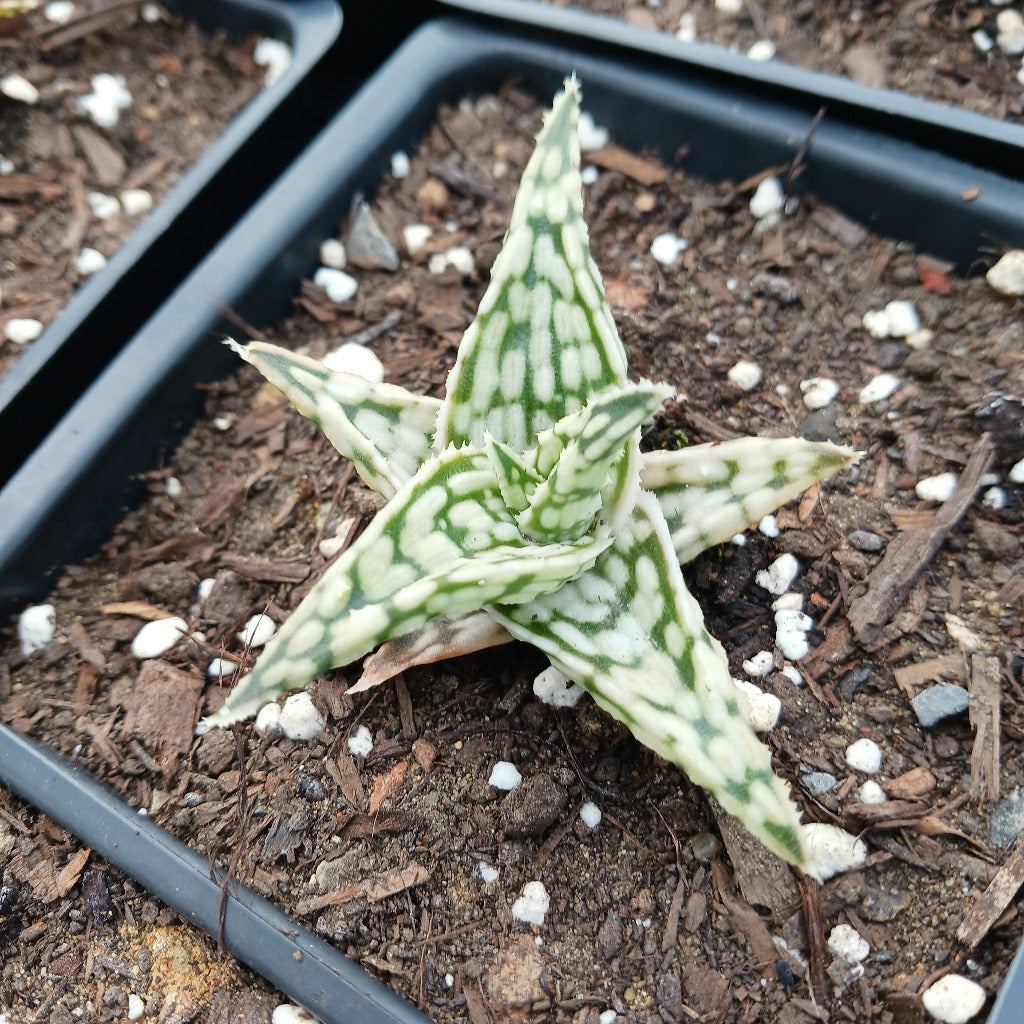Aloe Guido