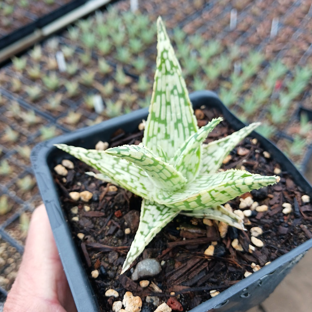 Aloe Guido - plug