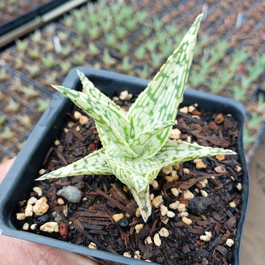 Aloe Guido - plug