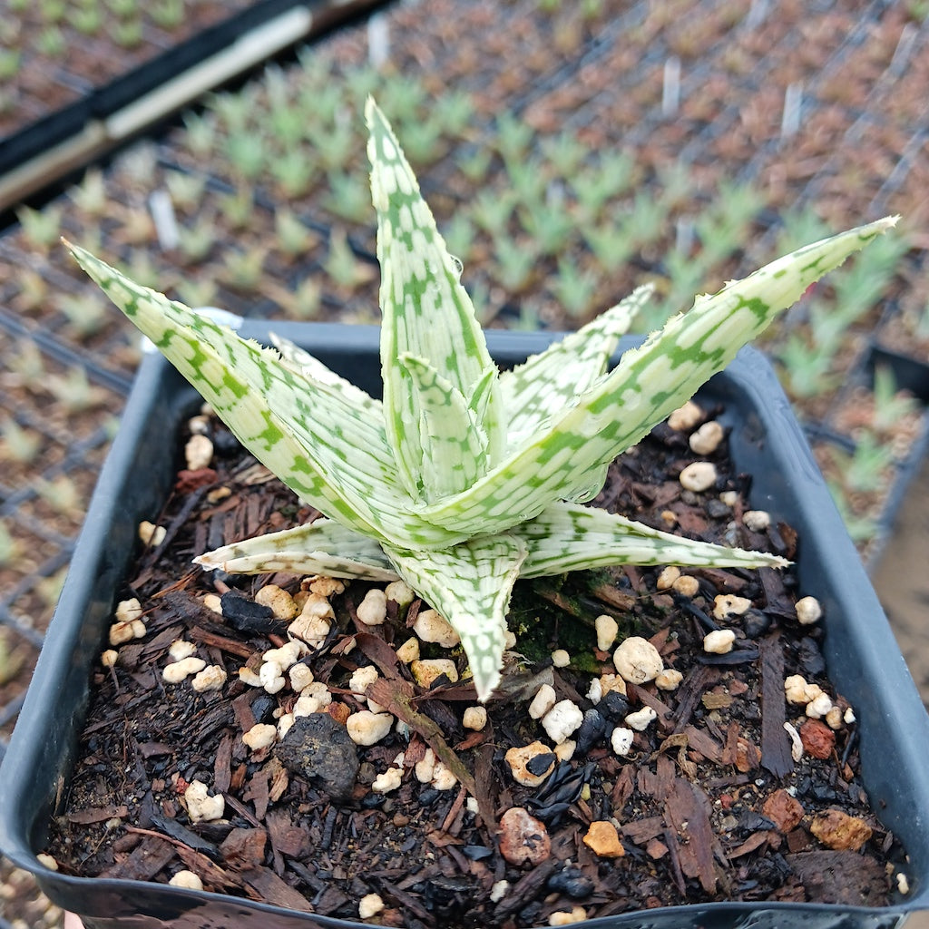 Aloe Guido - plug