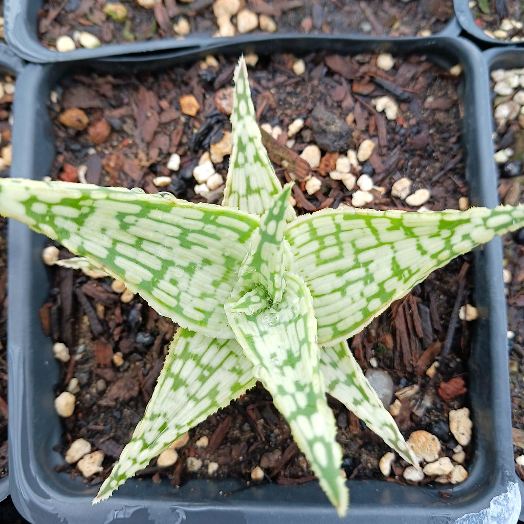 Aloe Guido - plug