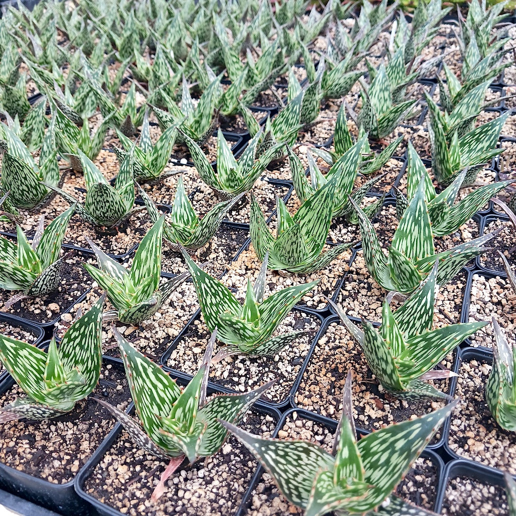 Several Aloe harlana