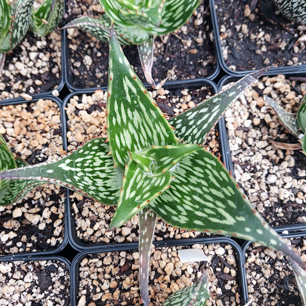 Aloe harlana top view